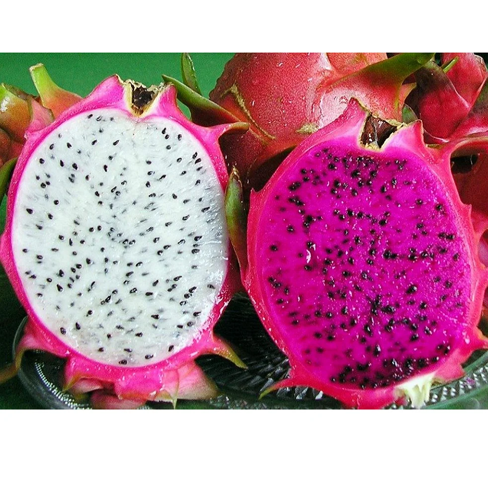 
100% Fresh Red/ White Dragon Fruit/ Made in VietNam 