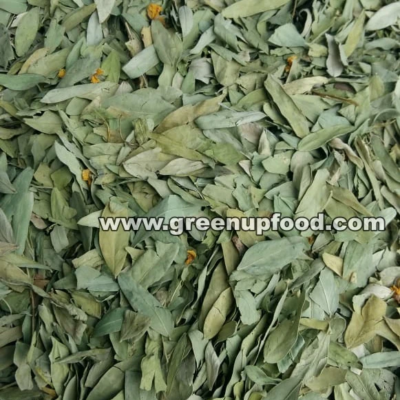 Senna whole leaves and crushed leaves green color no admixture no dark leaves no impurities fresh crop Cassia lanceolata