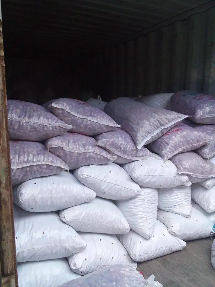 Bulk High Quality Vietnamese Areca Nut - Betel Nut With Wholesale