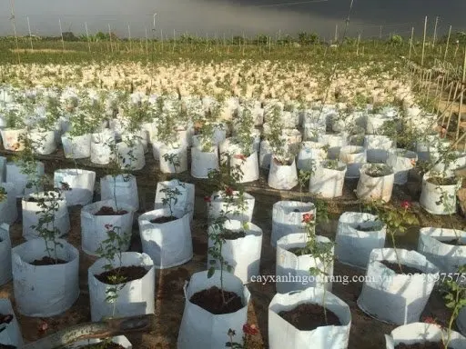Biodegradable Non Woven Fabric Grow Bags 5 Gallon 10 Gallon 15 Gallon Durable Growing Plant Bags Vietnam Manufacturer