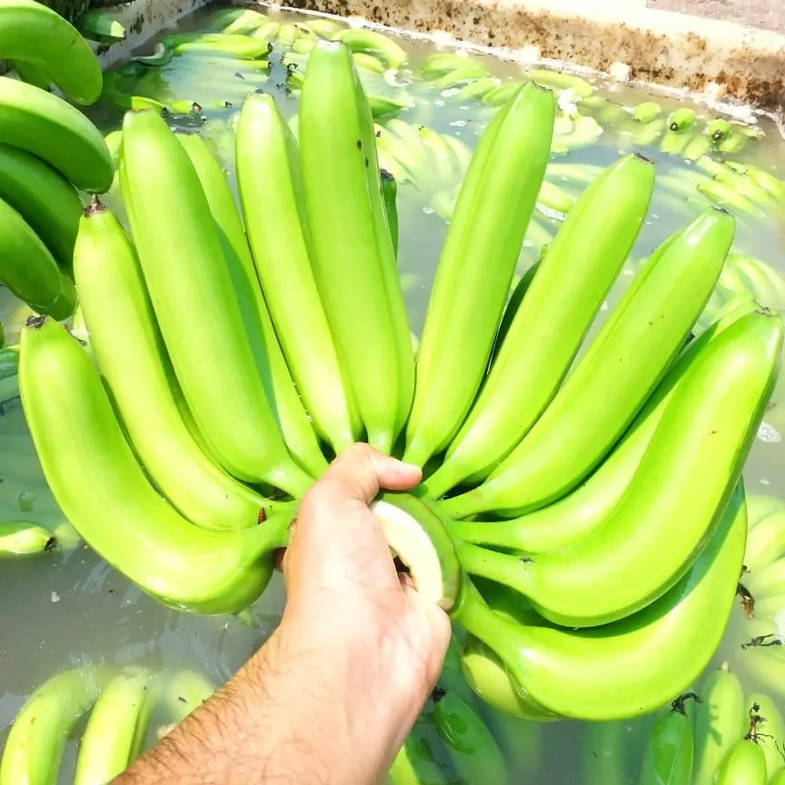 Good price product quality fresh banana for