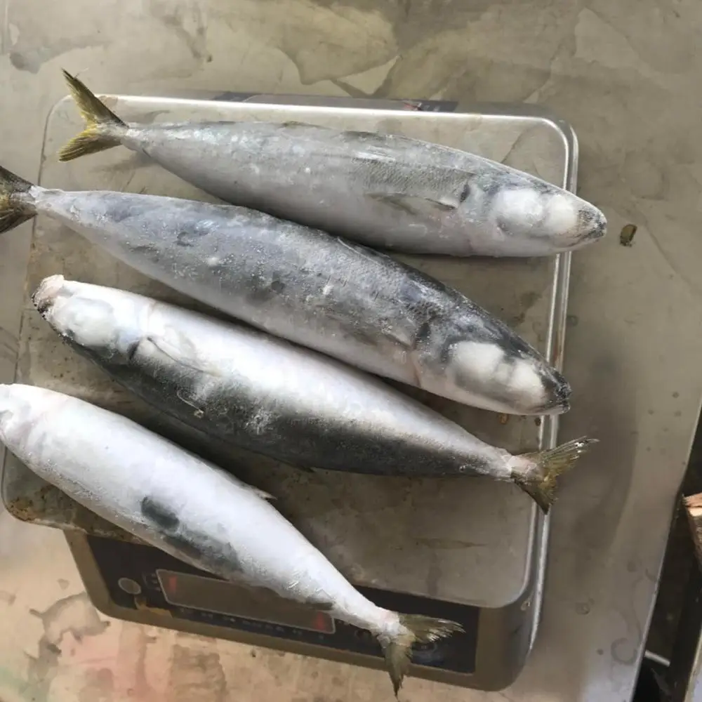 New Season Supply All Sizes china  Best Quality Frozen Round Scad