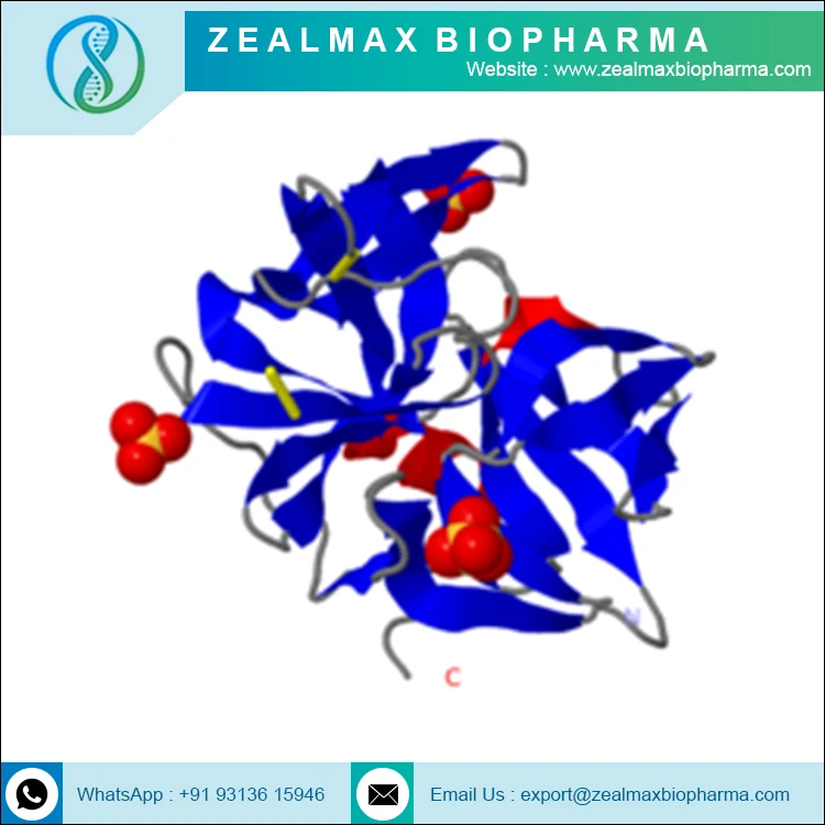 Оптовая цена Заводская поставка химотрипсин ферменты по оптовой цене-Zealmax Biopharma