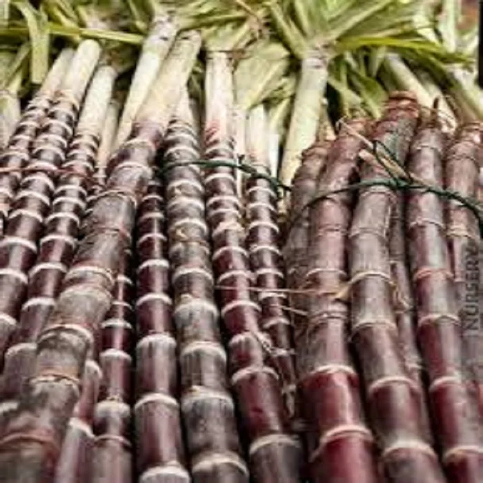 Vietnamese fresh sugar cane (saccharum officinarum) best price