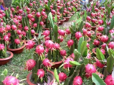 Fresh Dragon Fruit  competitive price