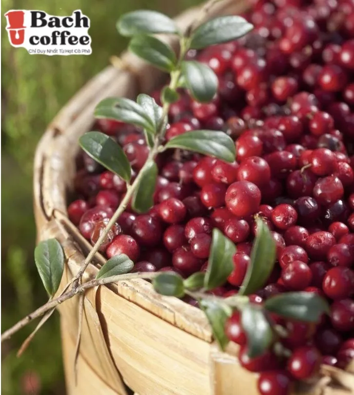 Viet Nam Finest Liberica coffee  Beans Roasted -Highest Quality Delicious Organically Sourced Fair Trade - Whole Bean Coffee