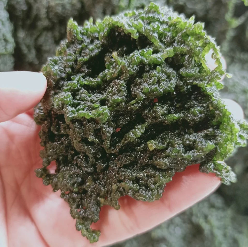  Морской виноград/морской виноград с морскими водорослями/дегидрат морской травы
