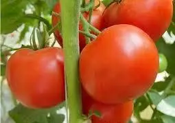 Лучшая экспортная цена на сеяние томатов для сельского хозяйства из Индии