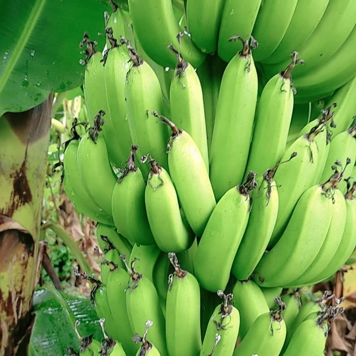 VIETNAM CAVENDISH Green Premium Light Tropical Banana Sweet Style Packing GLOBAL Whatsapp Gross GAP Color Class Hand Weight Net