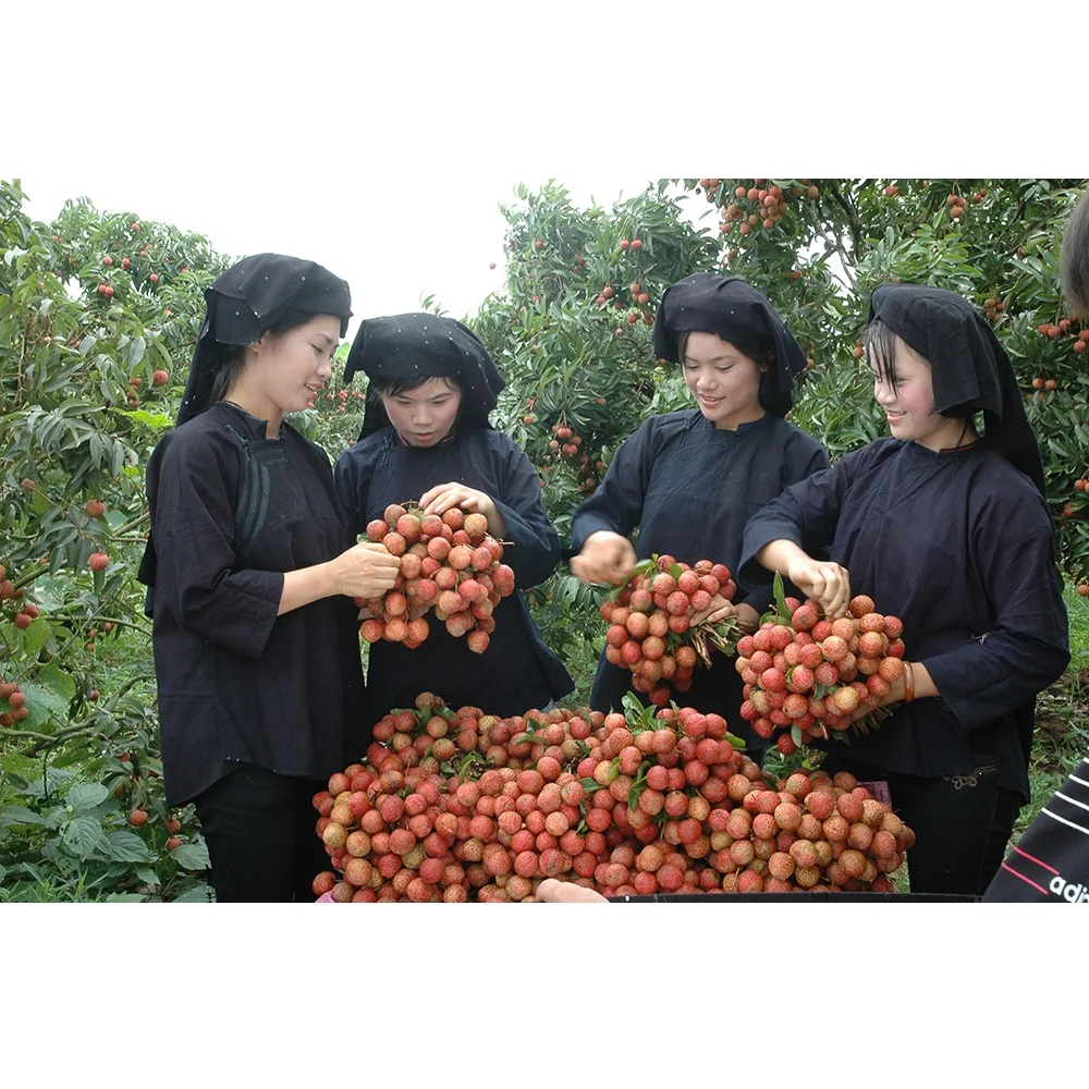  Оптовая продажа специальная кухня Органическая личи класса А очень мягкая сладкая из Вьетнама