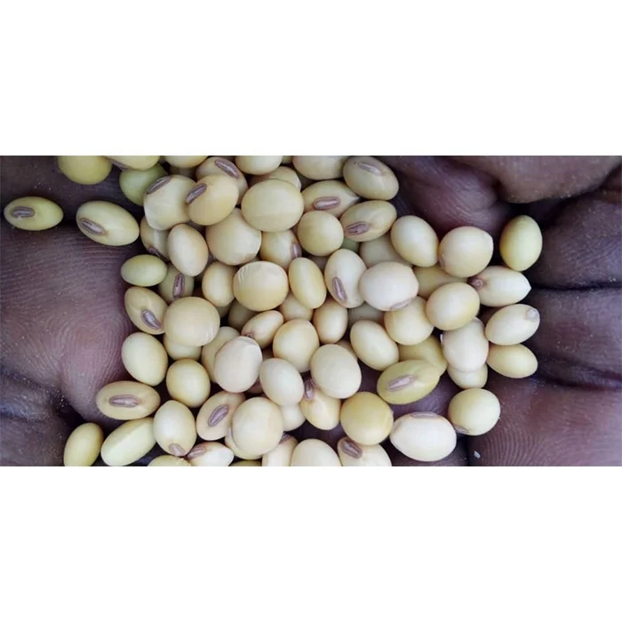 BULK SOYBEAN SEED FOR MILF AND OIL PRESSING HIGH CALORIFIC OIL AND PROTEIN CONTAIN GREAT FOR HUMAN CONSUMPTION PROTEIN 39 %