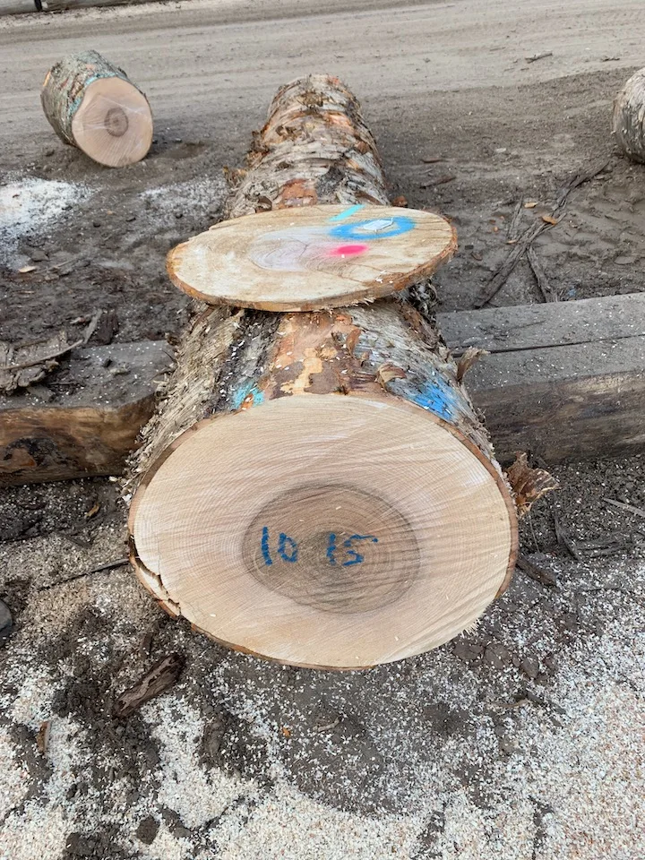 Свежее разрезанное буковое/береза/Дубовые бревна, 4-11,8 м