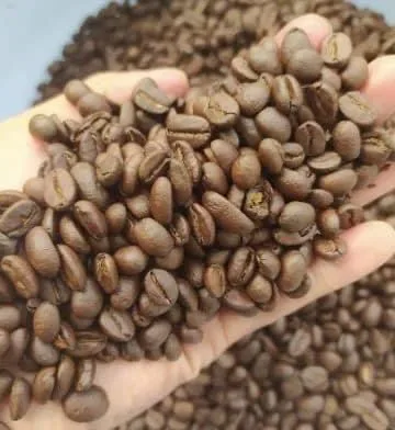 
ISO HACCP Certification Rustic Roasted Robusta Coffee Bean 500g Pure Coffee Beans in Zipper Bag Packaging a Grade 0.5 Kg 