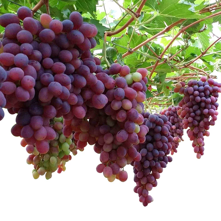 New 2021 crop red and green seedless fresh grapes ready to