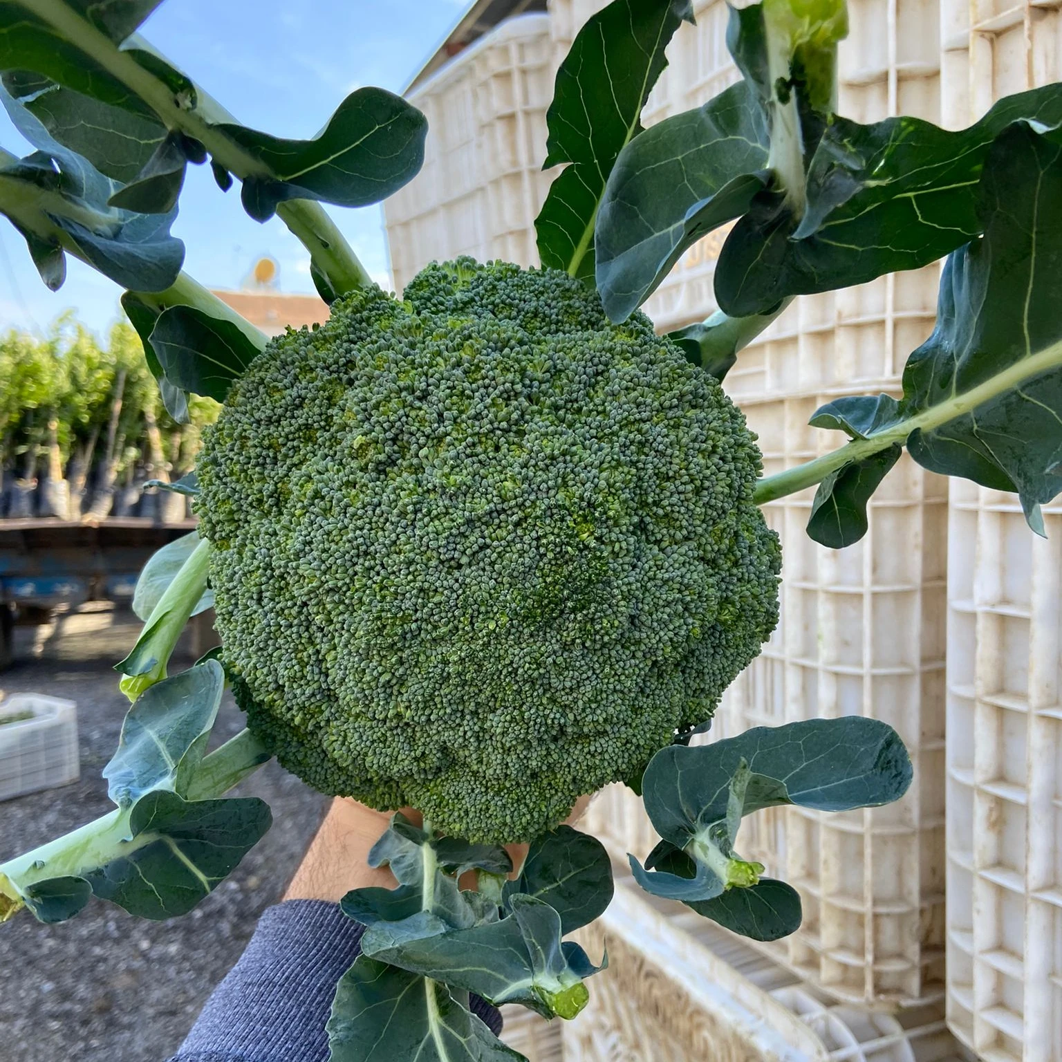 Fresh Broccoli FROM TURKEY New Crop 2021 Wholesale