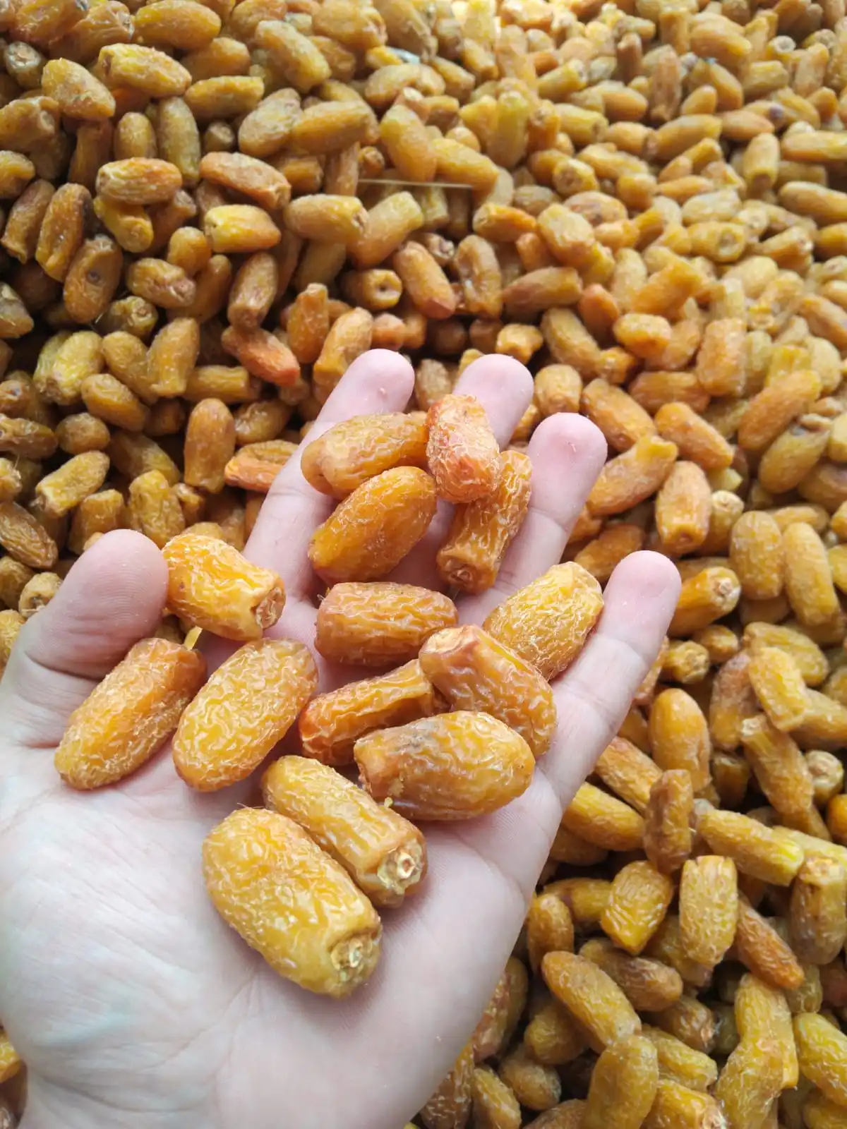  Пакистанские желтые сушеные даты свежий урожай 2021-22 Премиум-качества большой размер RANGKAAT желтая CHUWARA CHUARA категория A