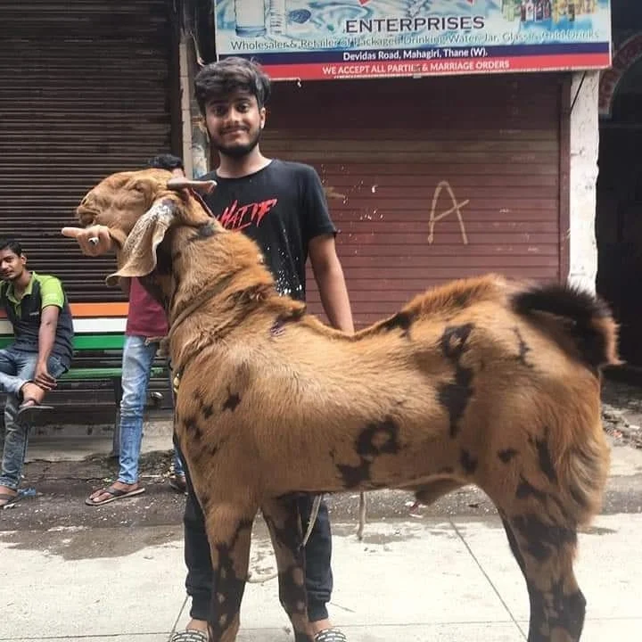 
Pure Breed Boer Goat /Jamnapari Goat for sale 