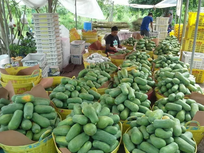Best seller Fresh Papaya Premium grade from Thailand by SP Organic International