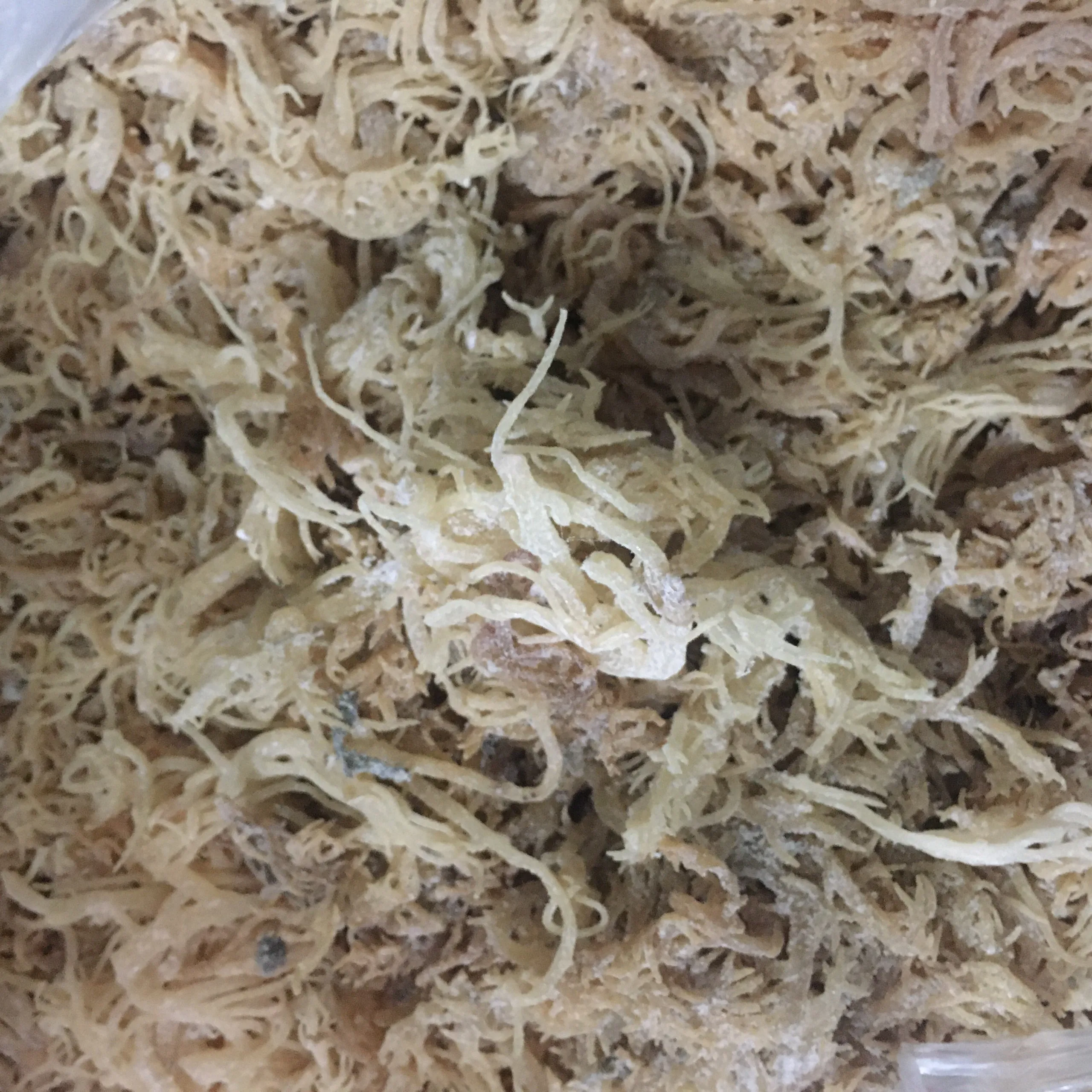 Высококачественный морской Мох/eucheuma cottonii/Соленые