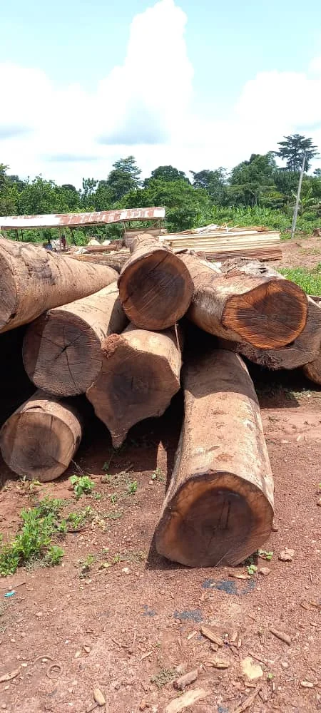 High Quality Amozambique Wood Black Hyeua Mozambique Logs Wood Teak Timber