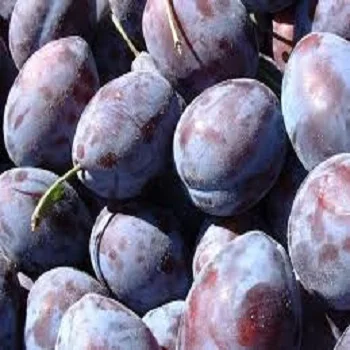Good quality Fresh Fruit Plums Available at wholesale prices