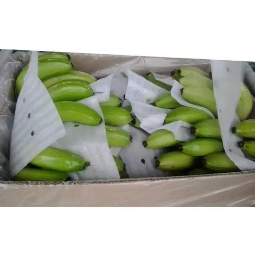 Best Quality Premium Grade Common Cultivation Type Wholesale 100% Natural Fresh Bananas Cavendish Banana