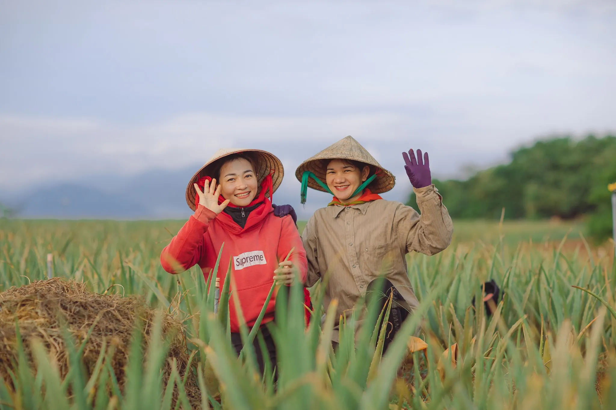 (GCFOOD) Aloe Vera Dice 100% mature  aloe vera plant from Vietnam with best price for wholesale