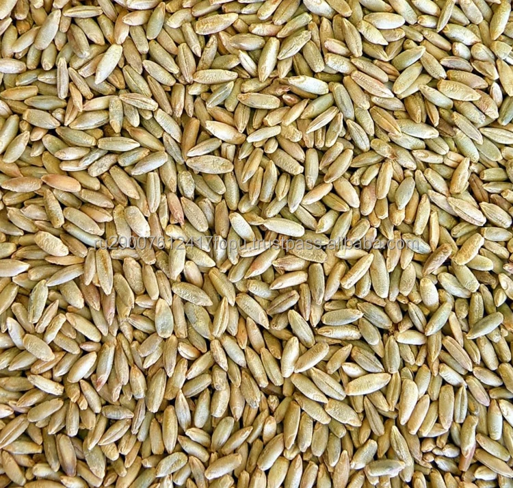 Уникальный «живой» источник питания категории 1-4 rye, который поддерживает и восстанавливает здоровье оптом, зерно rye