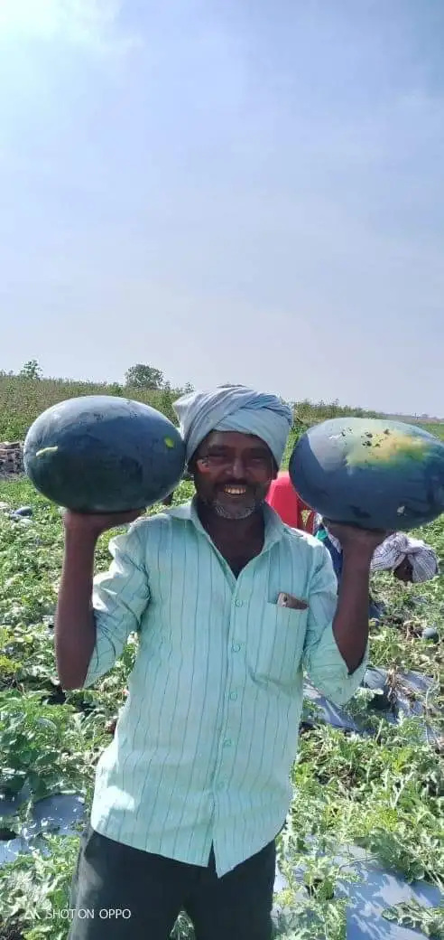  Производитель семян арбуза Bullet Hybrid по оптовой цене