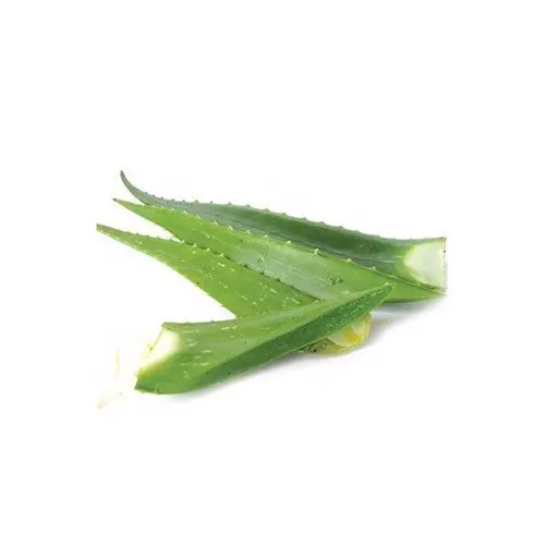 ALOE VERA LEAF HIGH QUALITY ORIGIN VIETNAM HOT SALES 2021