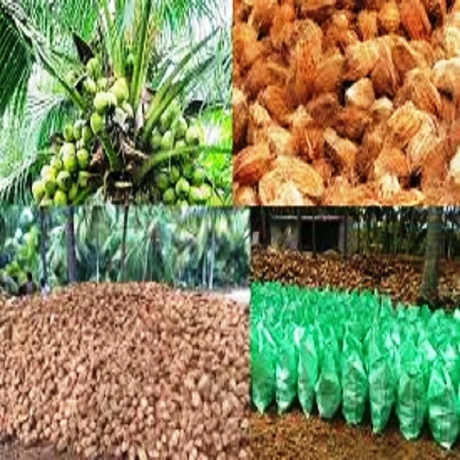 
semi husked coconut 