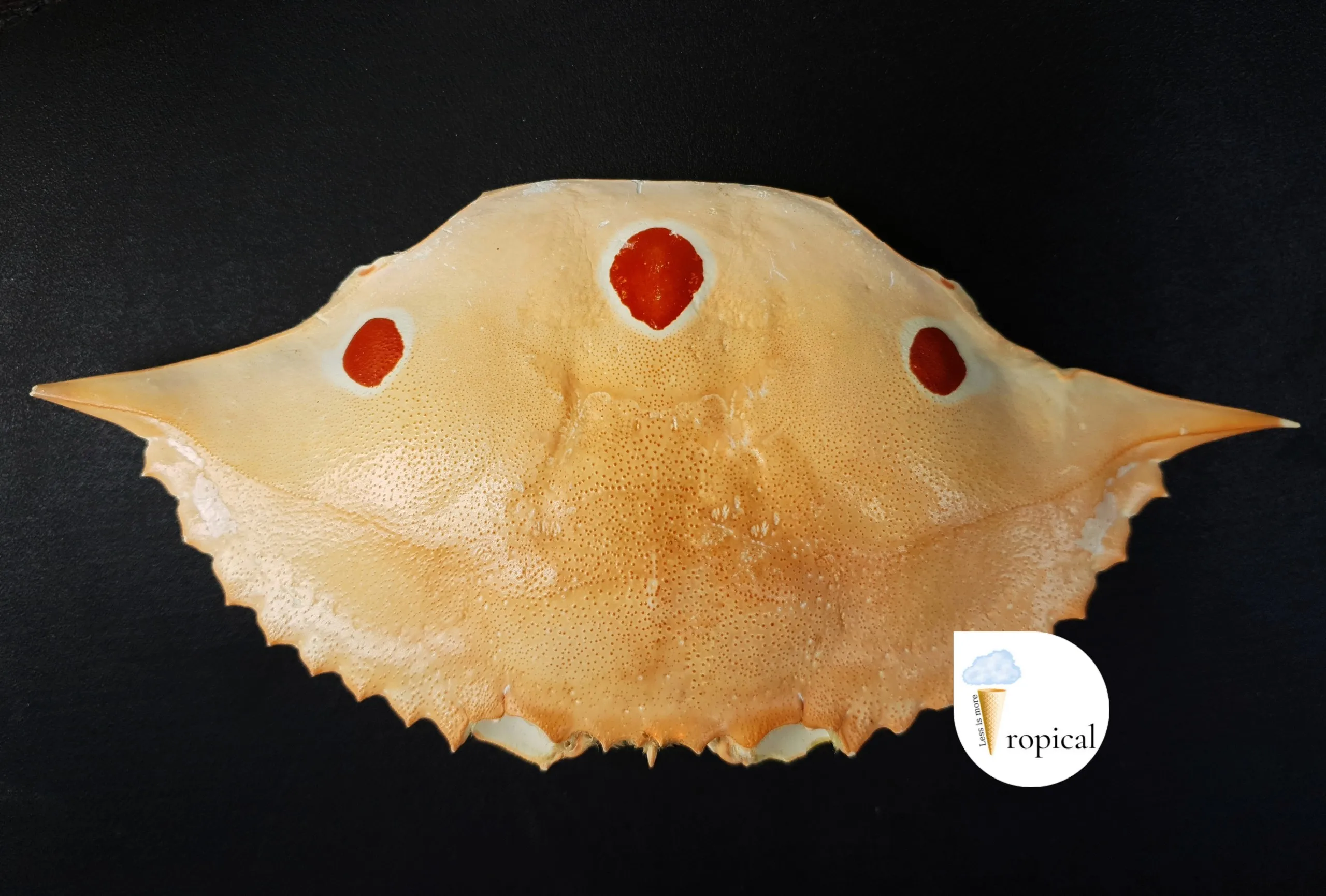 DRIED CRAB SHELL FOR FOOD STUFFED - RESTAURANT - CARTERER CRAB SHELL