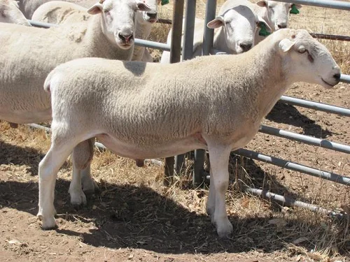 Wiltipoll sheep,cow,camel,sheep,goat,ox,bull