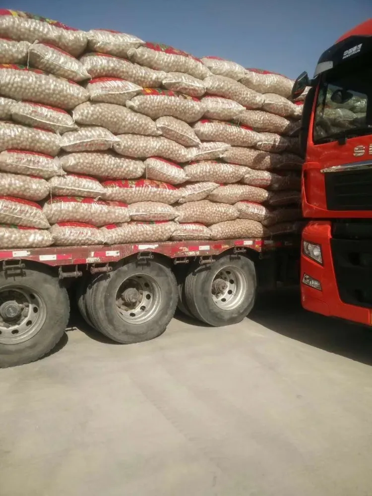 Wholesale Washed 33 Papery Walnut in Shell