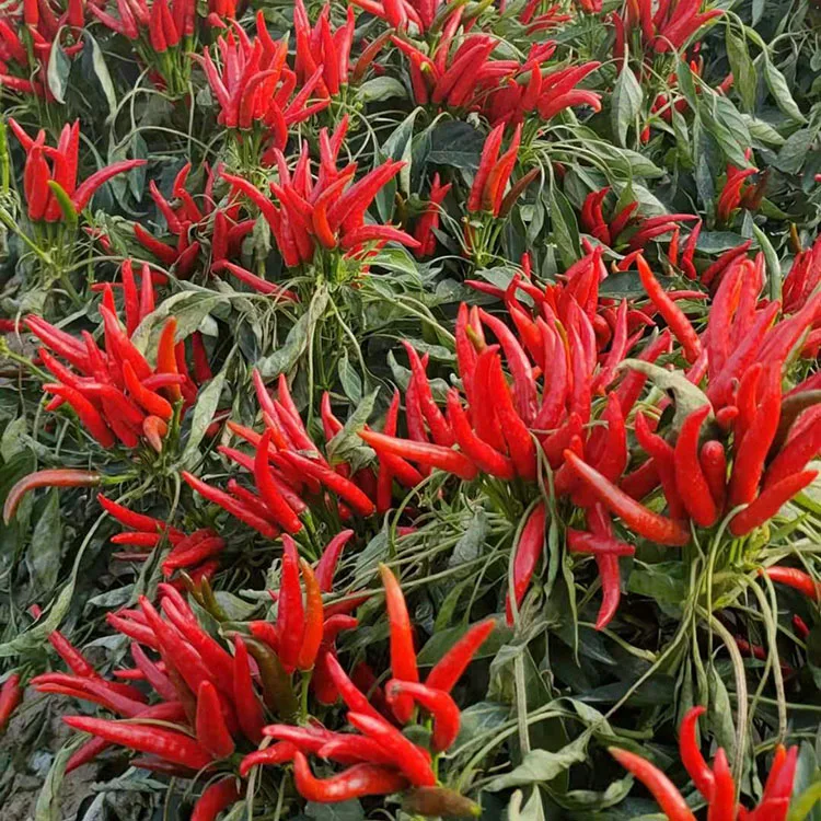 
Korea Red #5 f1 Extremely Early Supper hot chili seeds for planting 