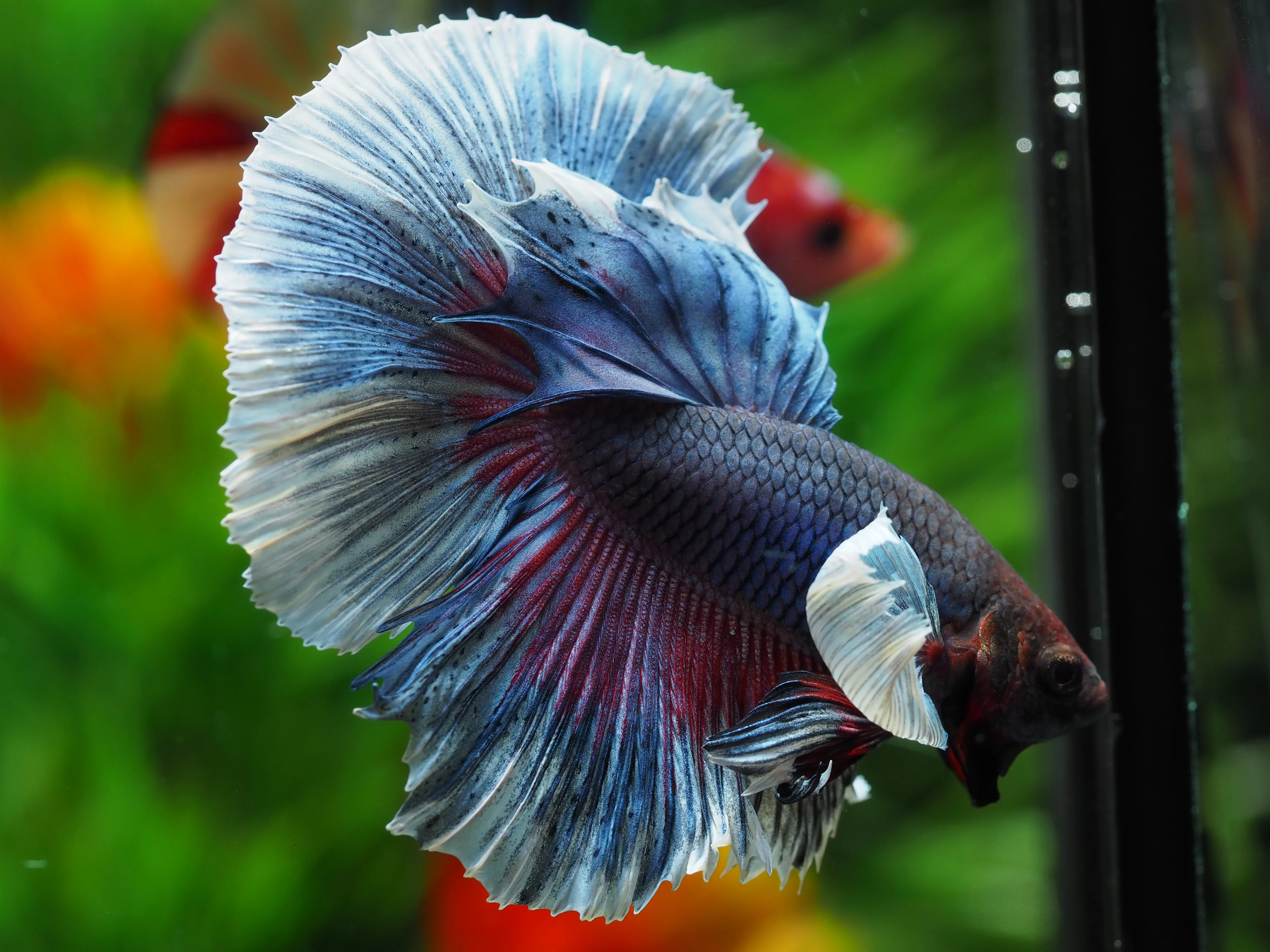
HALFMOON DUMBO - Multicolor Thailand Betta Fish Premium Quality Plakat Siamese Fighting Fish Ornamental Aquariums 