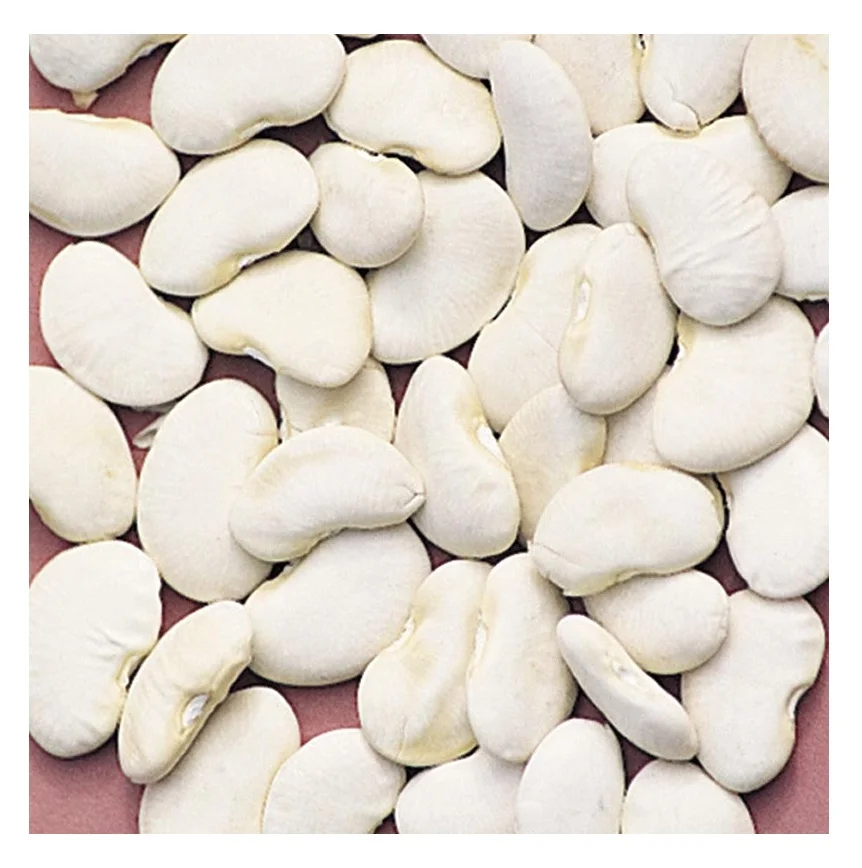 
Wholesale Dealer Of Large Lima Beans Large Stock Available 
