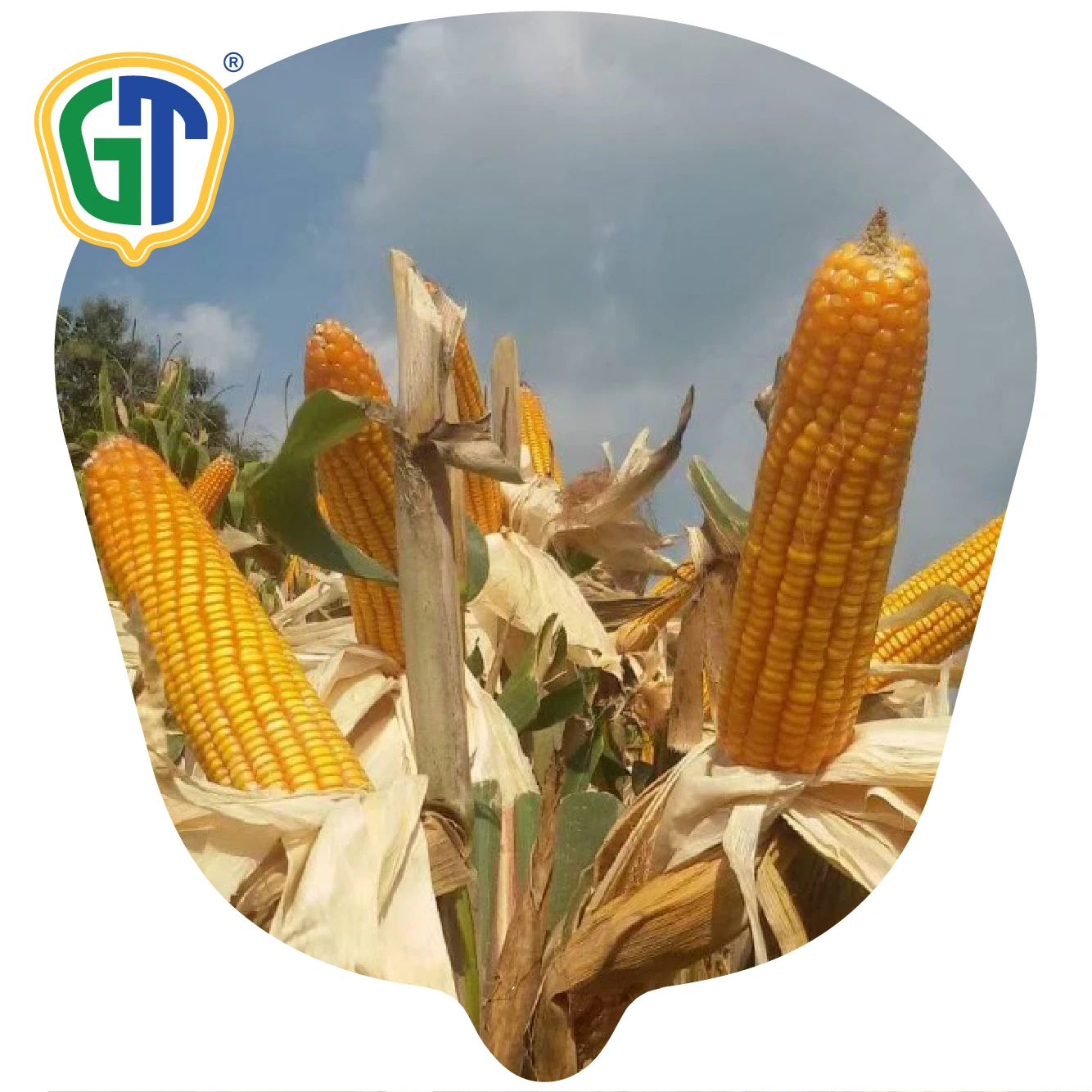 Very High Yield 105-110 Days Maturity Medium Size 83-85% Shelling Orange Yellow Color Corn