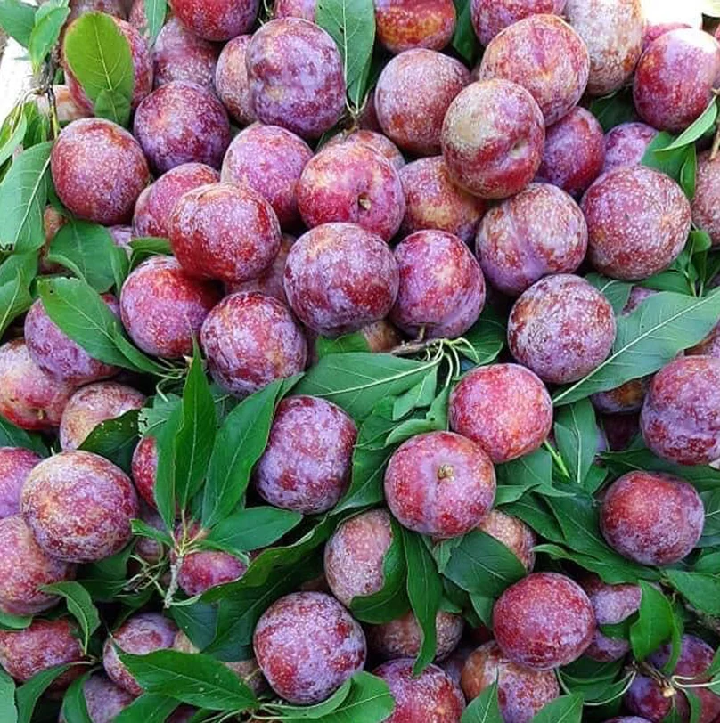 Professional Farm New Harvest Plums Fresh Plums Red shell Fresh Fruit From Vietnam Competitive Price