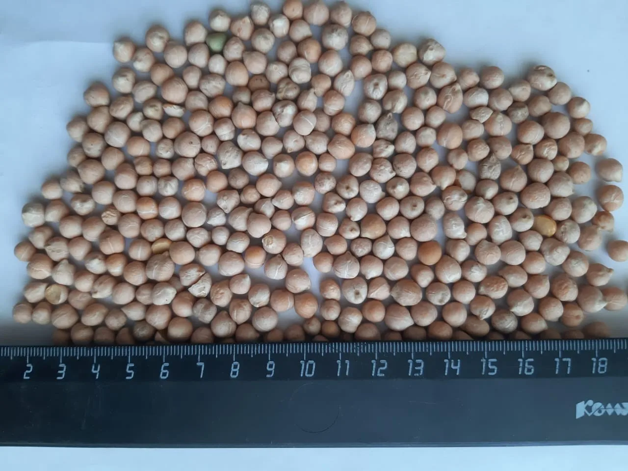 High Quality Wholesale Supply Russian Kabuli