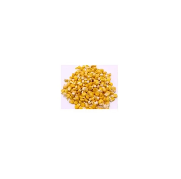 DRIED Fresh CORN High Quality Ready to Ship
