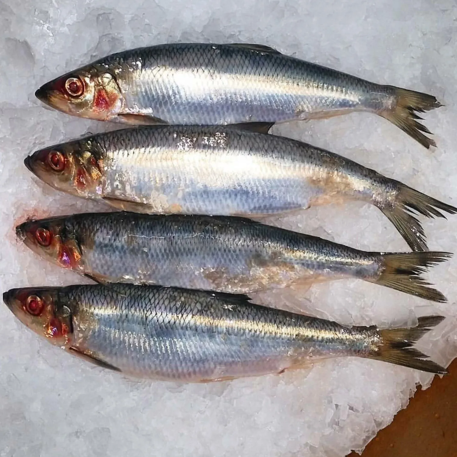 
Buy Top grade fresh tilapia fish 