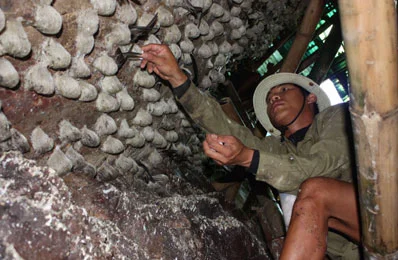 Чистые Натуральные съедобные гнезда поставляются в пластиковой коробке 100 г с премиум птичьим гнездом