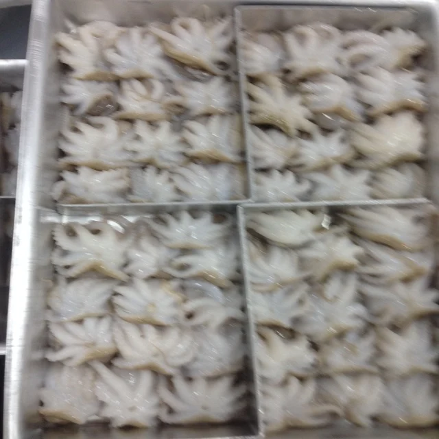 
Viet Nam Frozen Baby Octopus/Baby Octopus all size 