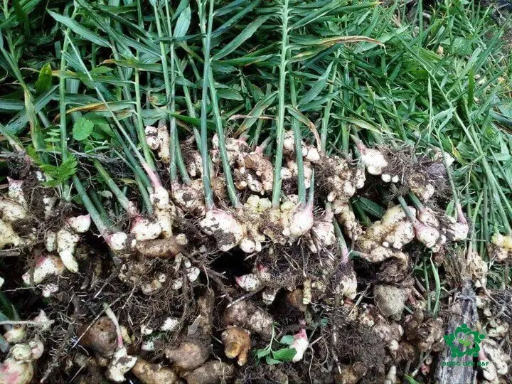 100% Organic Ginger Cooking and Medicine Ginger