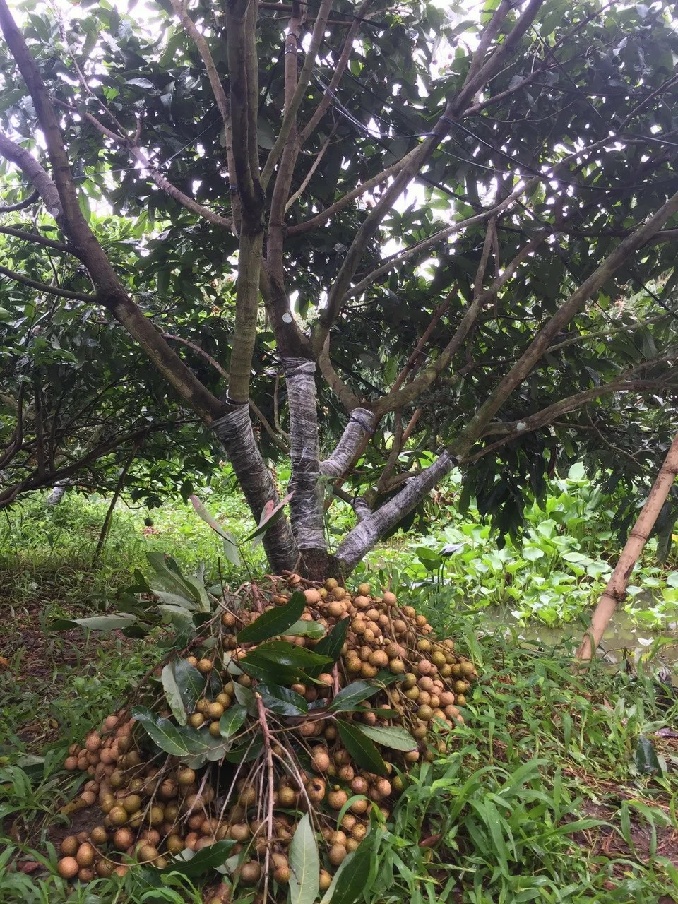 Good Quality Healthy Organic Tropical Thick and Brittle white Fresh Ripe Dimocarpus Longan Fruit exported from Vietnam