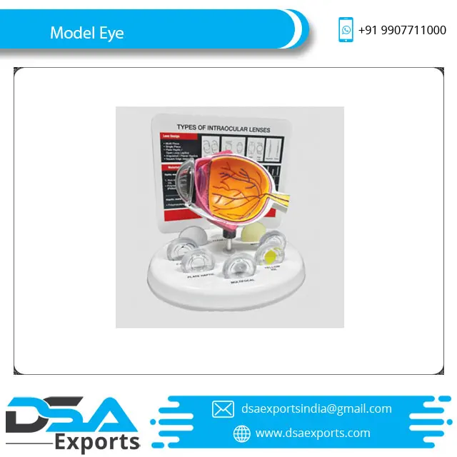  Анатомическая модель глаз (Smart Eye) по лучшей цене