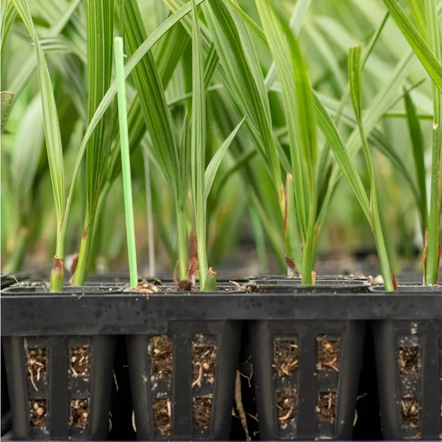 Medjool Dates tissue cultured Seedling Agri-Horti