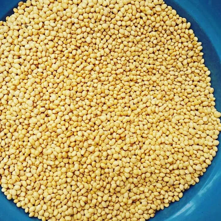 NON GMO SOYBEANS.jpg