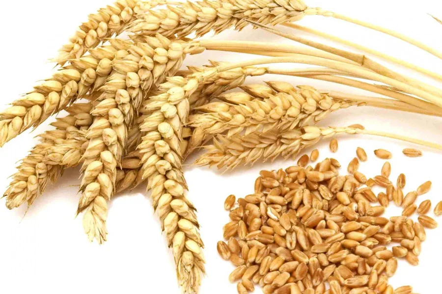 Высококачественное зерно пшеницы для оптовой продажи